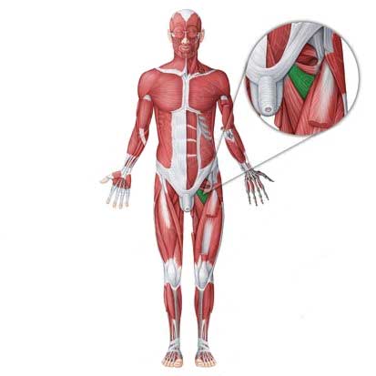 عضله اداکتور برویس