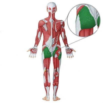گلوتئوس ماکسیموس