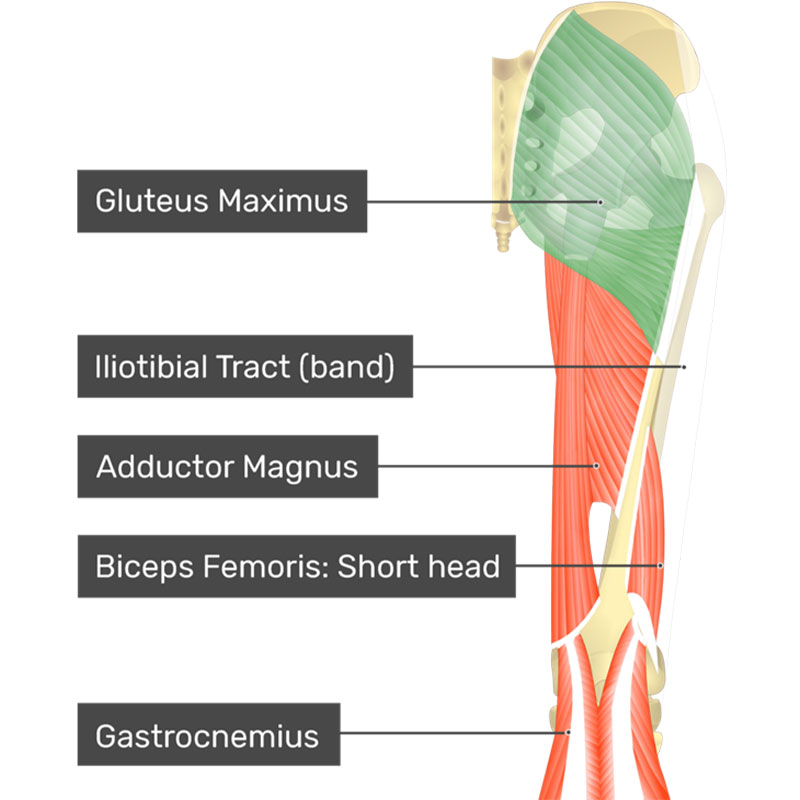  عضله گلوتئوس ماکسیموس چیست؟