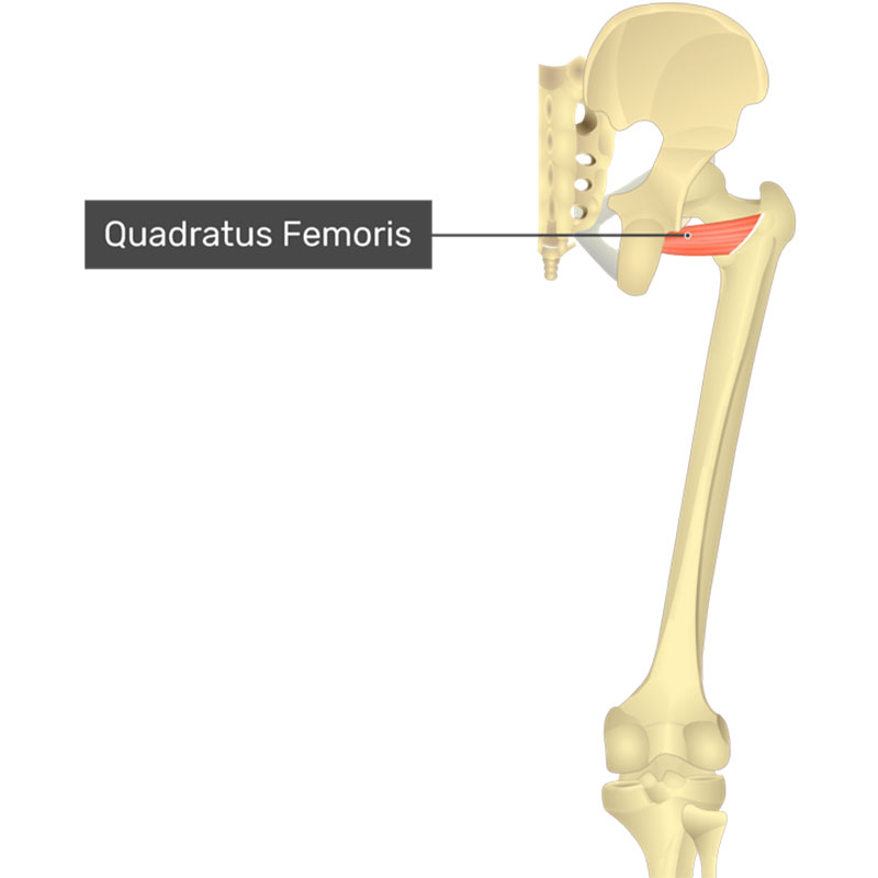 معرفی عضله کوادراتوس فموریس