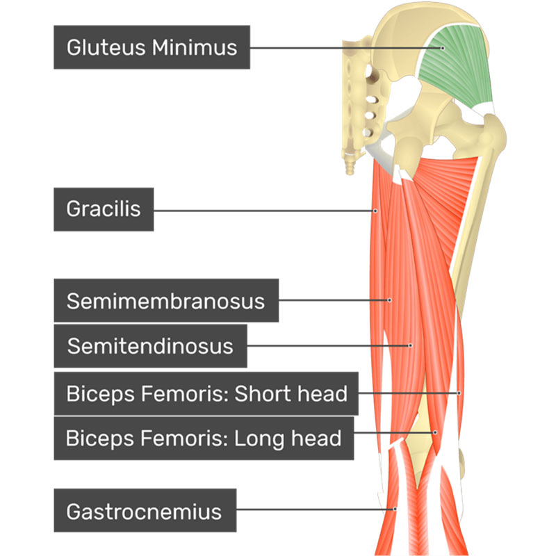 عضله گلوتئوس مینیموس