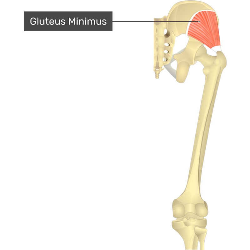 عضله گلوتئوس مینیموس