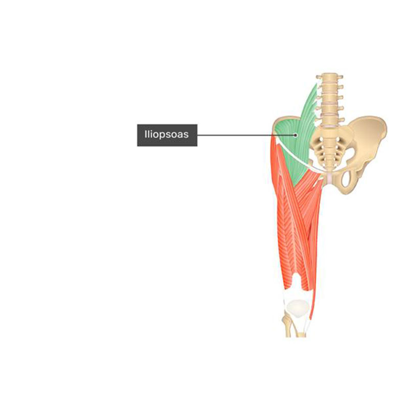 عضله ایلیوپسواس 