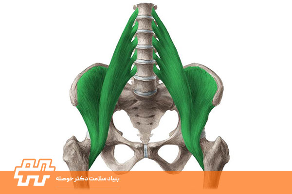 عضله ایلیوپسواس