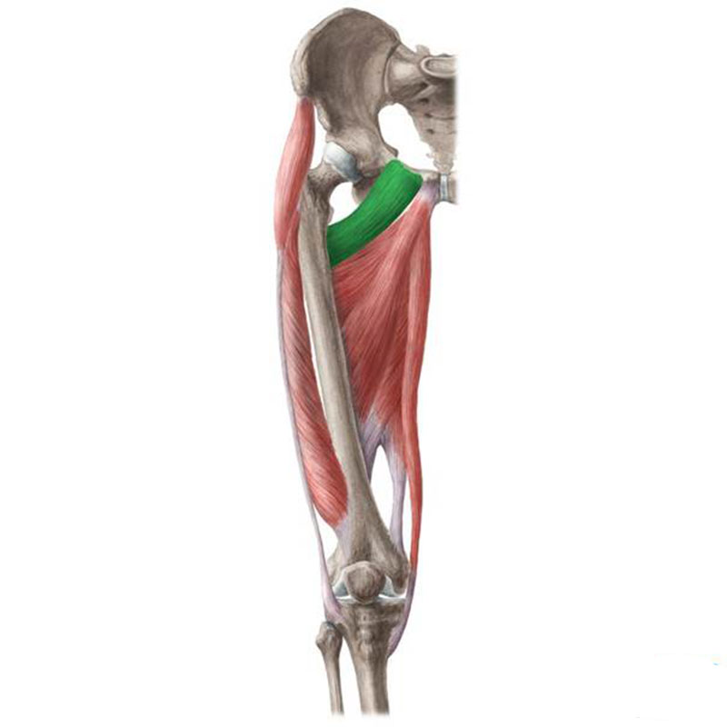 محل قرارگیری عضله پکتینیوس