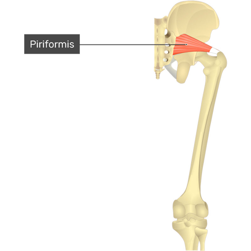 عضله پیریفورمیس