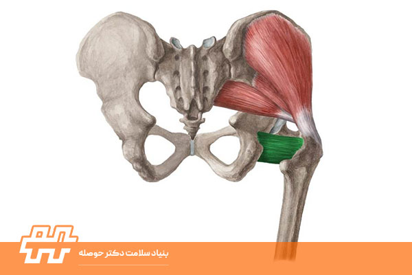 عضله کوادراتوس فموریس