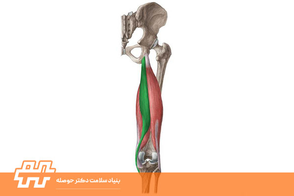 عضله سمی تنداینسس