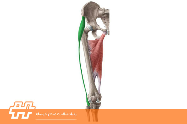 معرفی عضله تنسور فاسیا لاتا