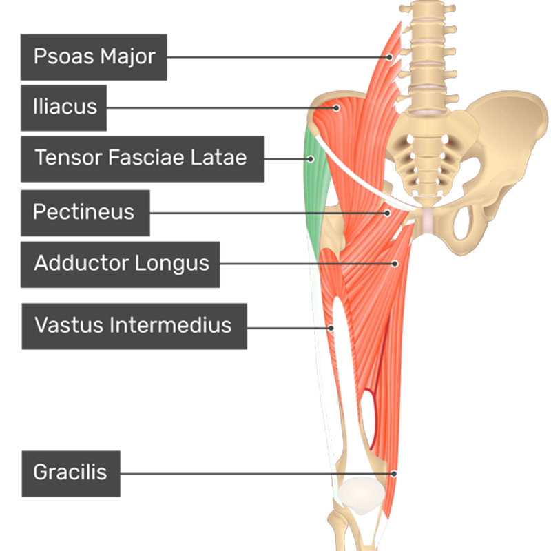 آناتومی عضله تنسور فاسیا لاتا