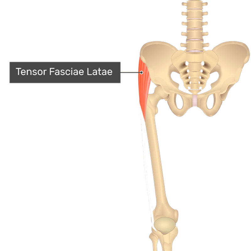 آناتومی عضله تنسور فاسیا لاتا