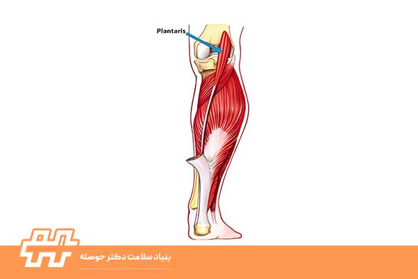 معرفی عضله پلانتاریس