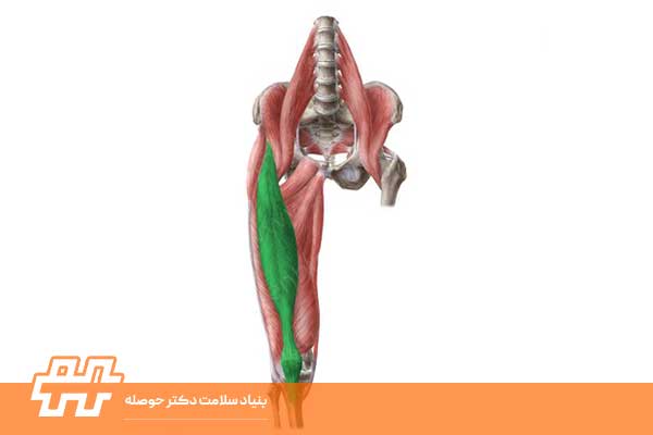 معرفی عضله راست رانی