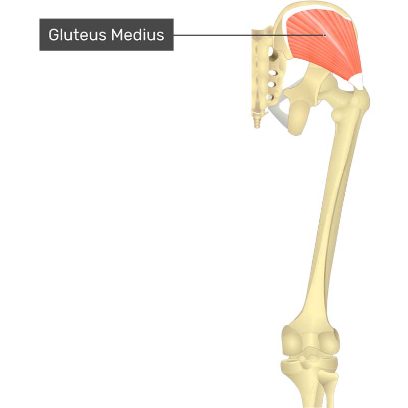 عضله گلوتئوس مدیوس چیست؟