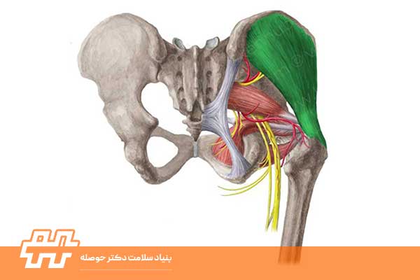 عضله گلوتئوس مدیوس