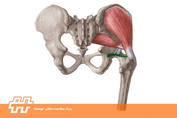 معرفی عضله ژملوس تحتانی 