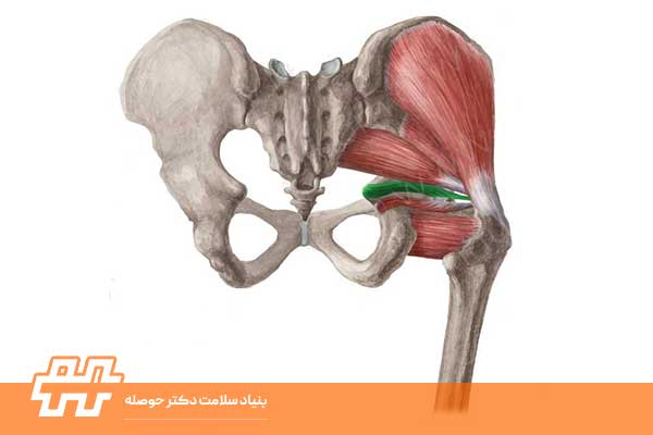 عضله ژملوس فوقانی 