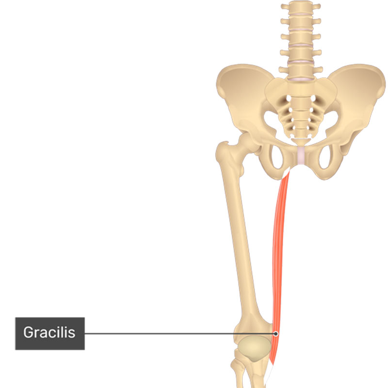 محل قرارگیری عضله گراسیلیس