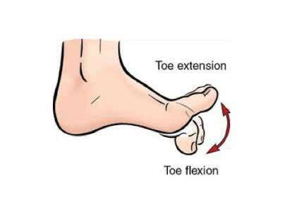 خم کردن انگشتان پا «Toe Flexion»