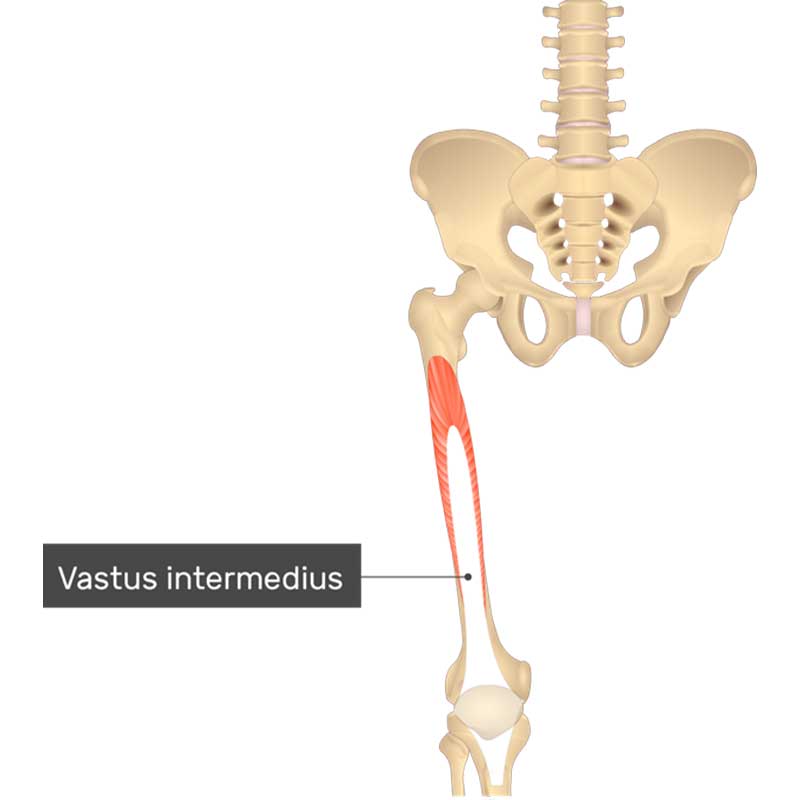 محل قرارگیری عضله وستوس اینترمدیوس