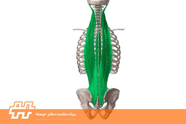 عضله اریکتور اسپاین