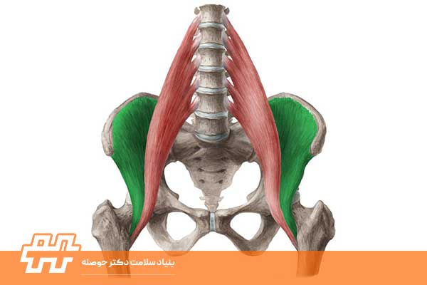 معرفی عضله ایلیاکوس  (Iliacus)