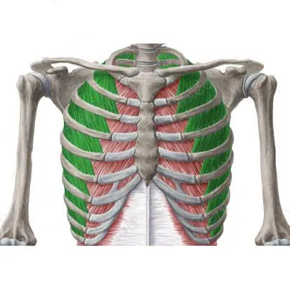 عضله بیندندهای داخلی