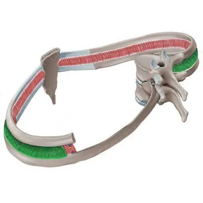 عضله بیندندهای داخلی