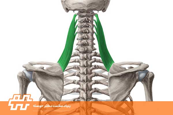 Levator Scapulae