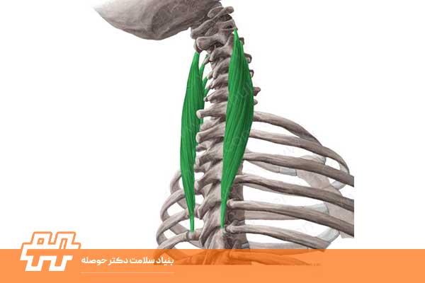 لانگیسموس سرویسس