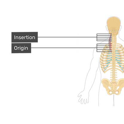 لانگیسموس سرویسس