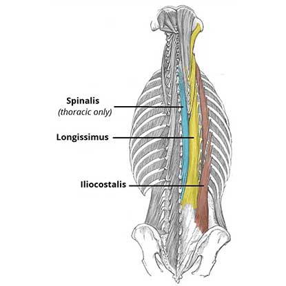 لانگیسموس سرویسس