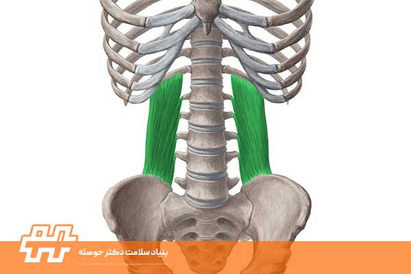 عضله کوادراتوس لومبوروم