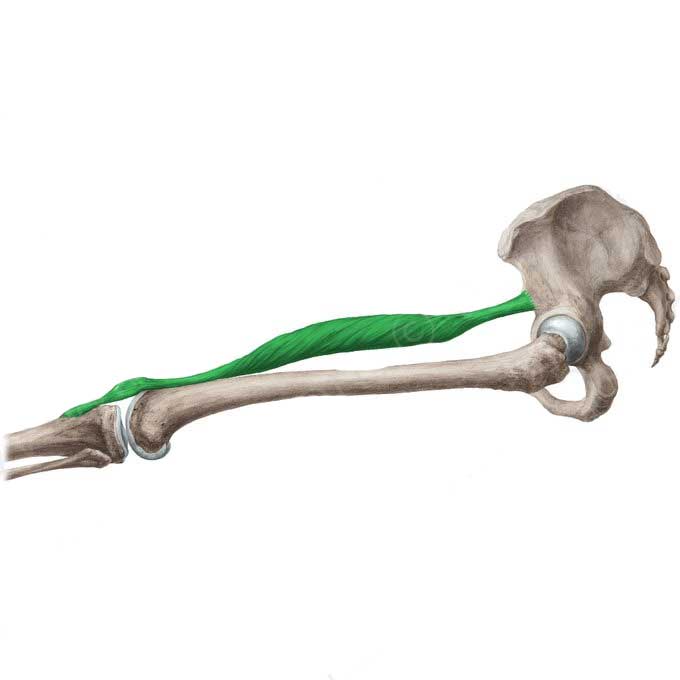 عضله کوادریسپس