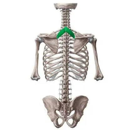 عضله رومبوئید ماژور