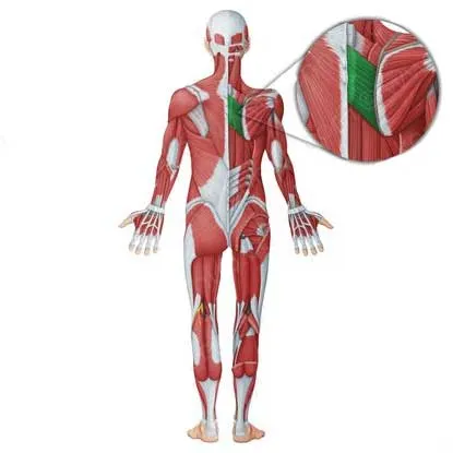 عضله رومبوئید ماژور