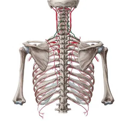 عضله رومبوئید ماژور