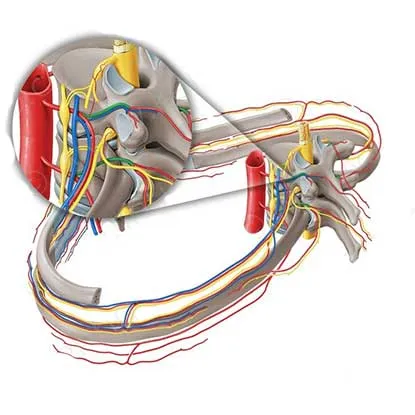 عضله رومبوئید ماژور