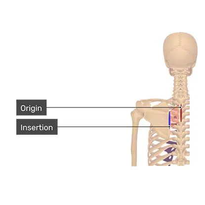 عضله رومبوئید ماژور
