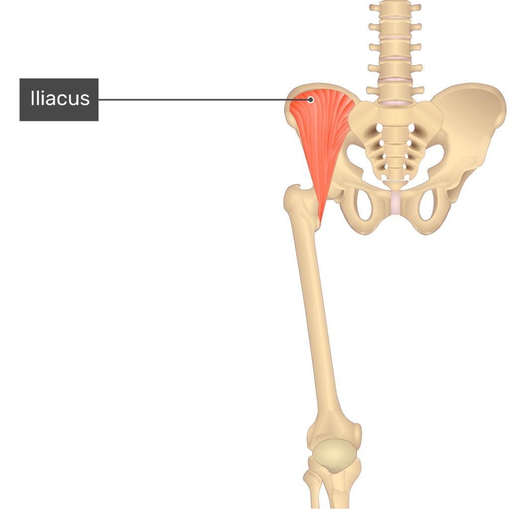 عضله ایلیاکوس (Iliacus)