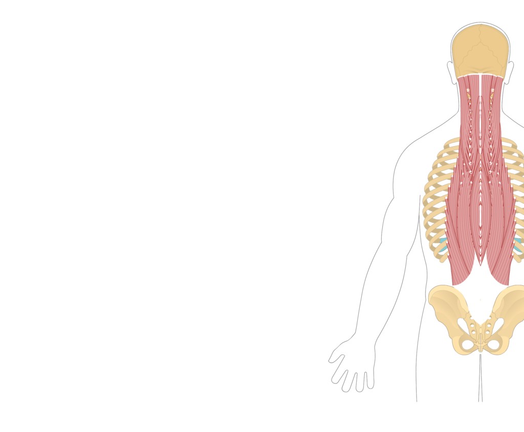 عضله لانگیسیموس (Longissimus)