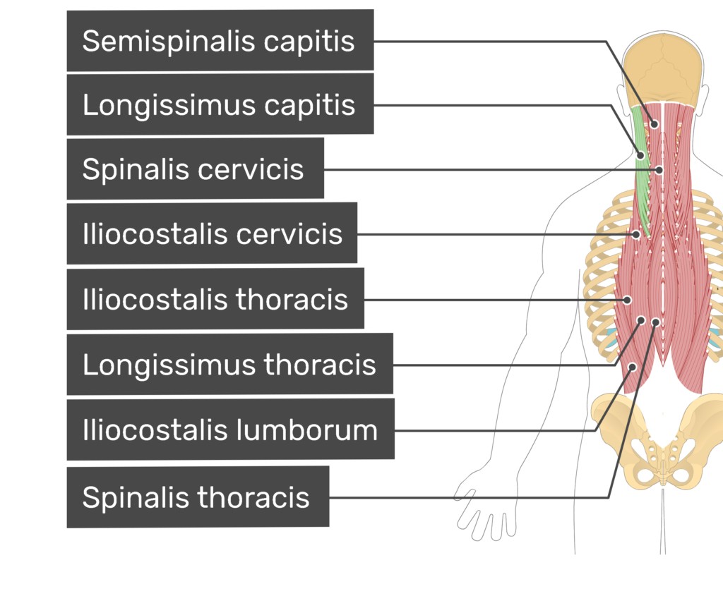 محل قرارگیری عضله لانگیسیموس  (Longissimus)