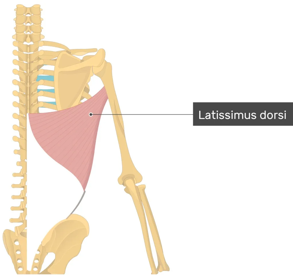 محل قرار گیری عضله لاتیسموس دورسی  (Latissimus Dorsi)