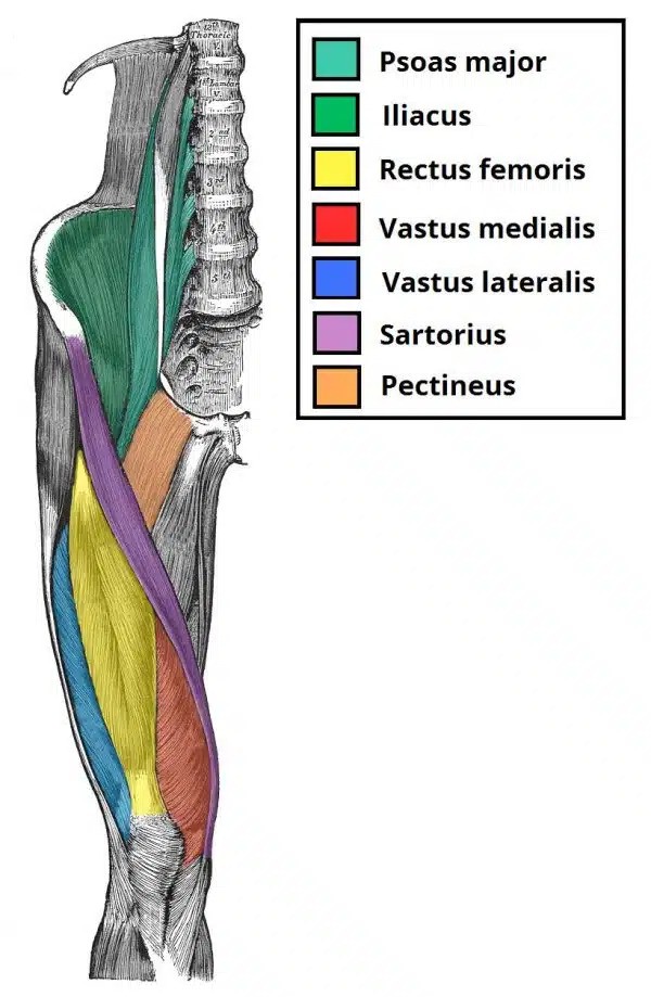 بررسی سر متحرک عضله ایلیاکوس (Iliacus)