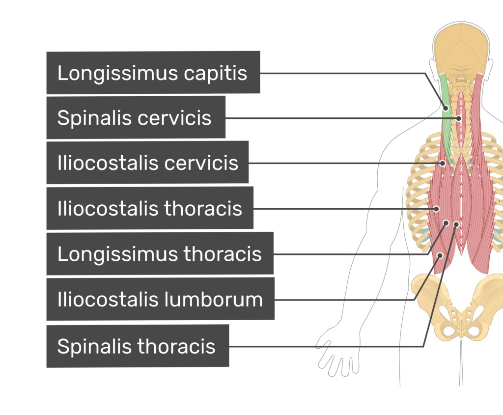 محل قرارگیری عضله لانگیسیموس  (Longissimus)