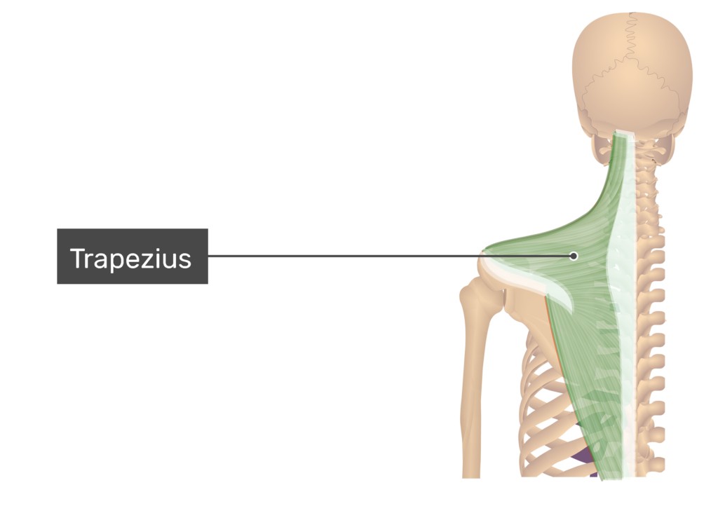 عملکرد عضله تراپزیوس ازنظر آناتومی