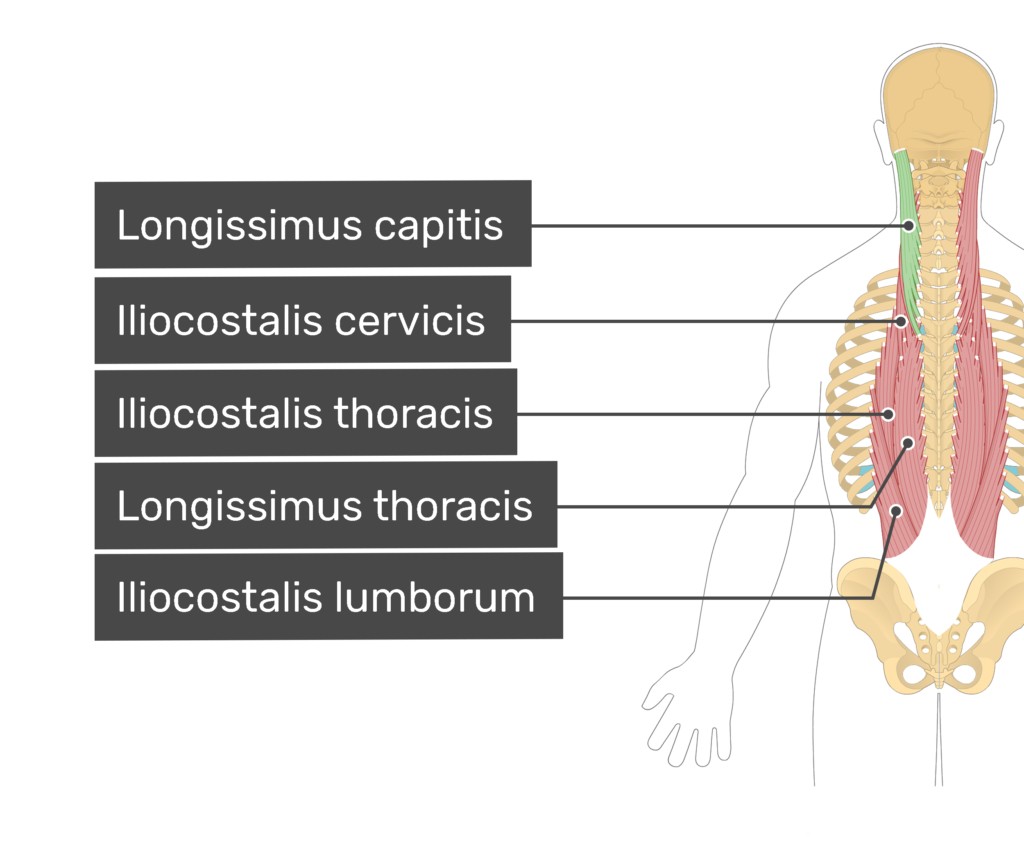 عضله لانگیسیموس  (Longissimus)