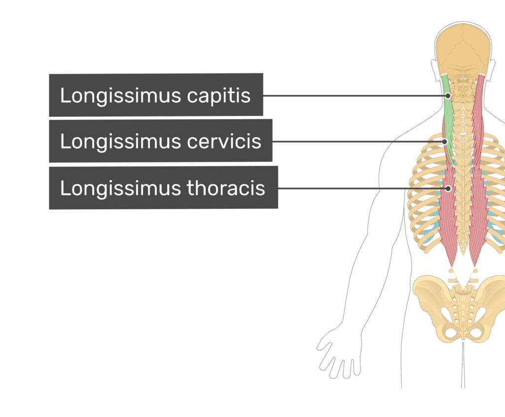 عضله لانگیسیموس  (Longissimus)