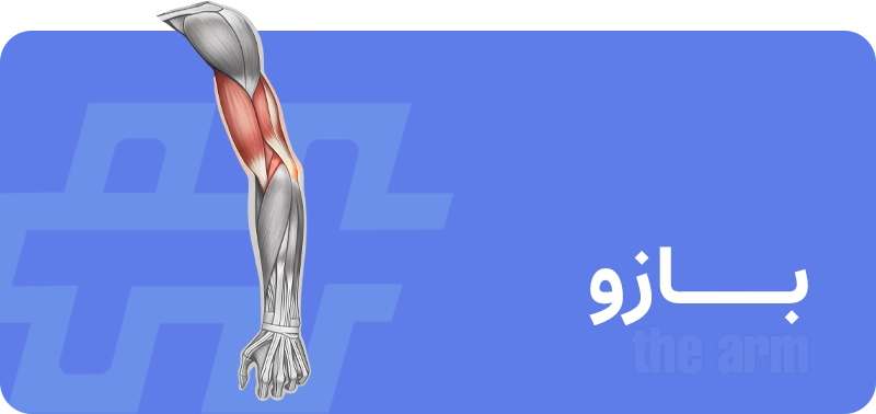 بازو