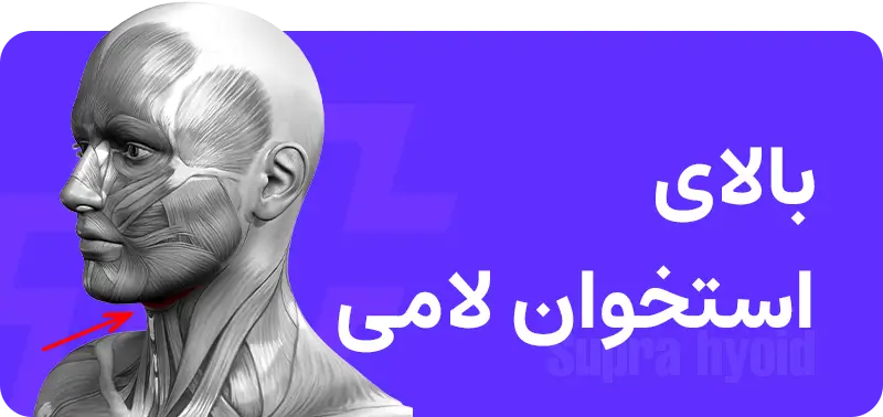 گردن